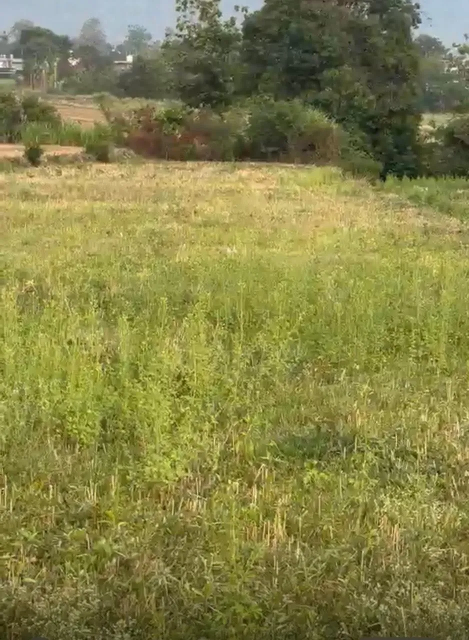 3 Bigha land kotabagh Nainital