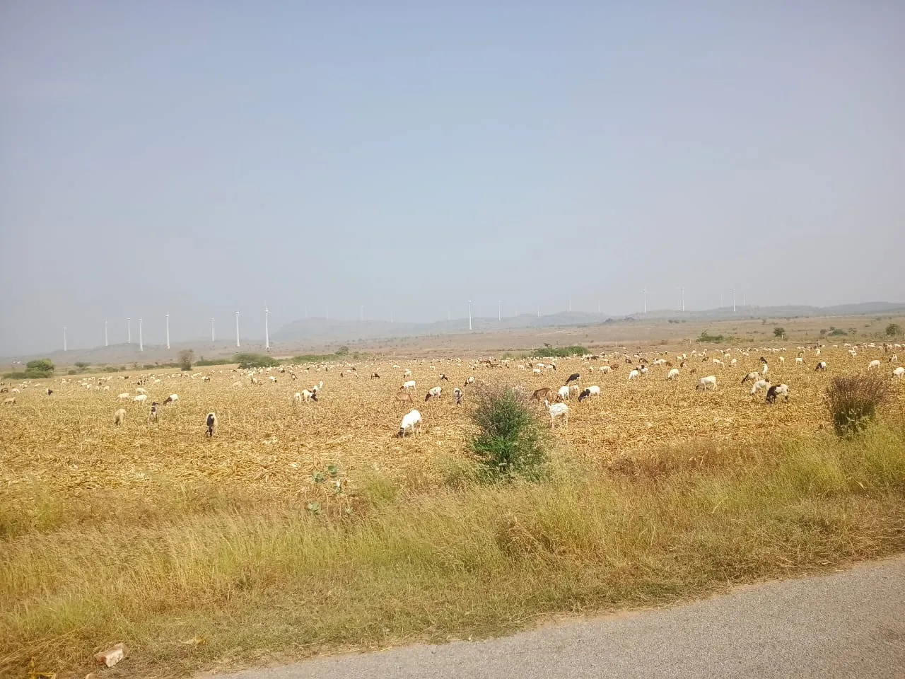 Isiri windmills