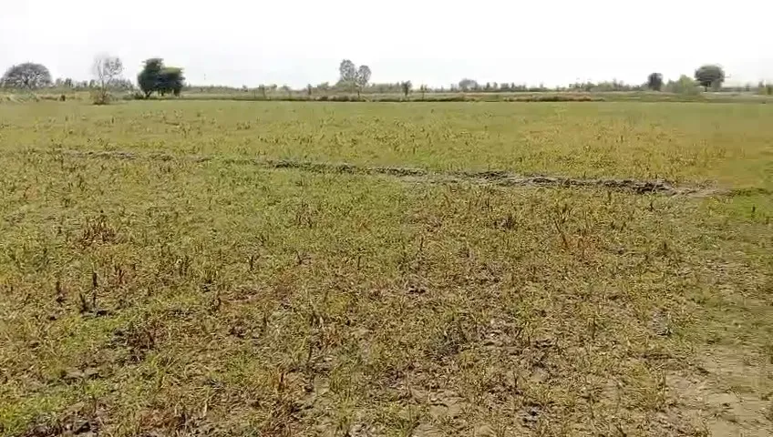 12 Acre land available in west location you will do 3 crop in a year Earn more