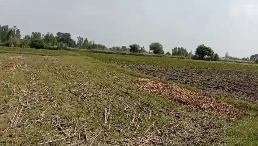 12 Acre land available in west location you will do 3 crop in a year Earn more 3