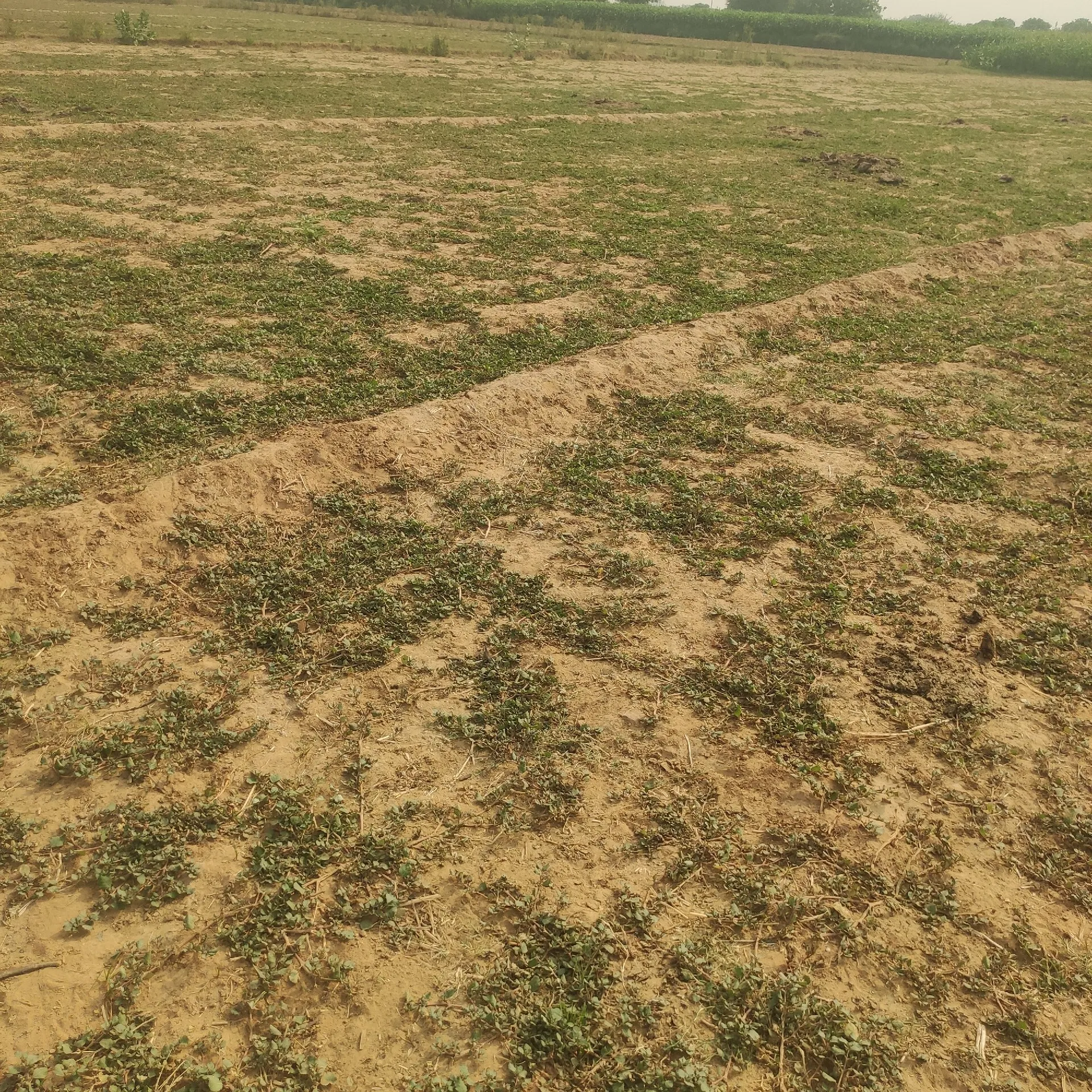 agrict 3