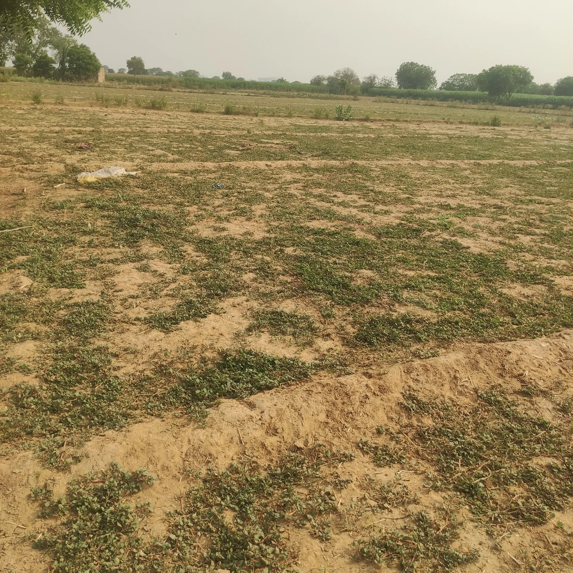 agrict