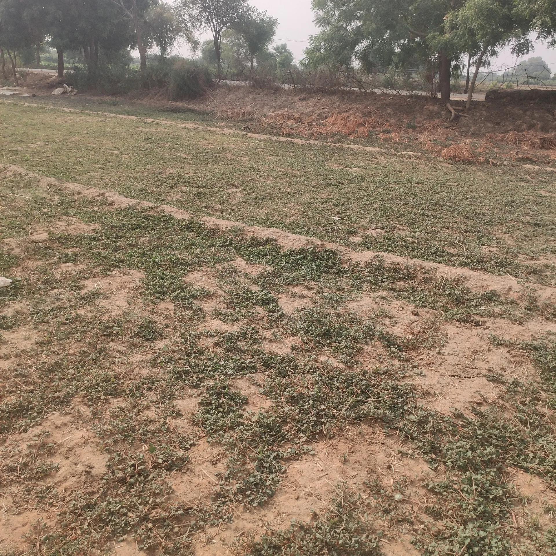 agrict