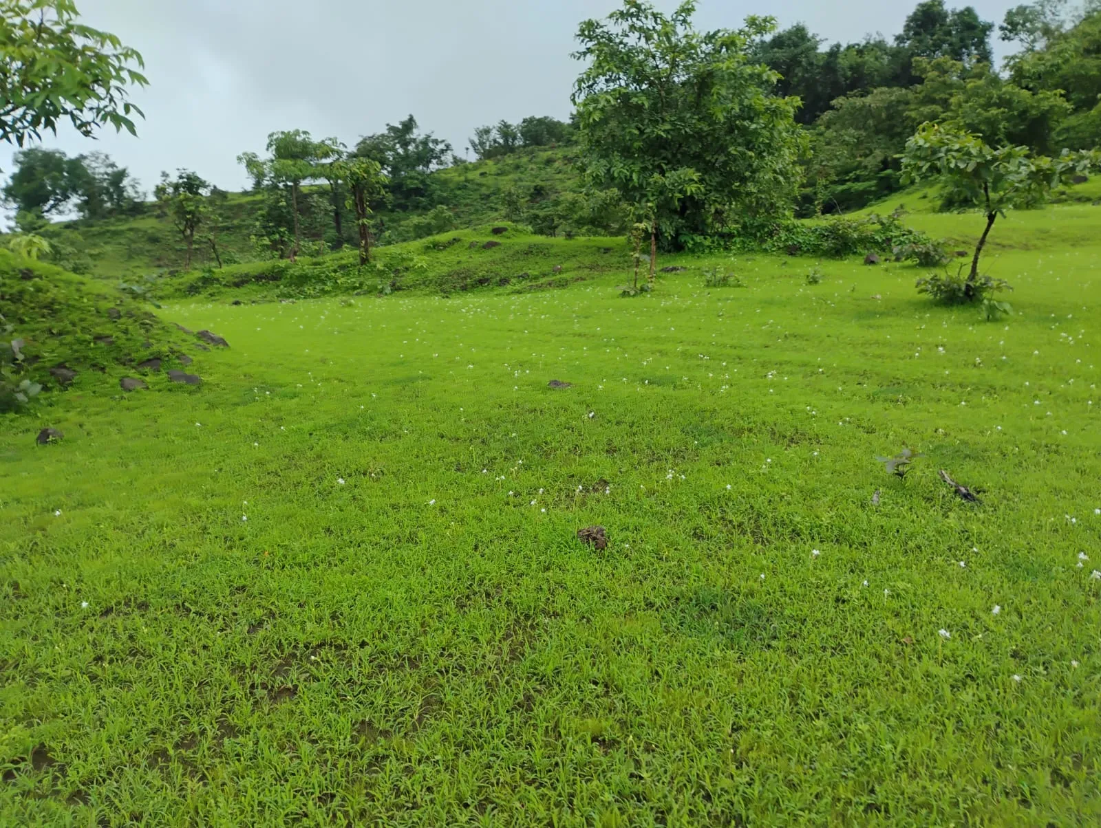 Dream Kokan