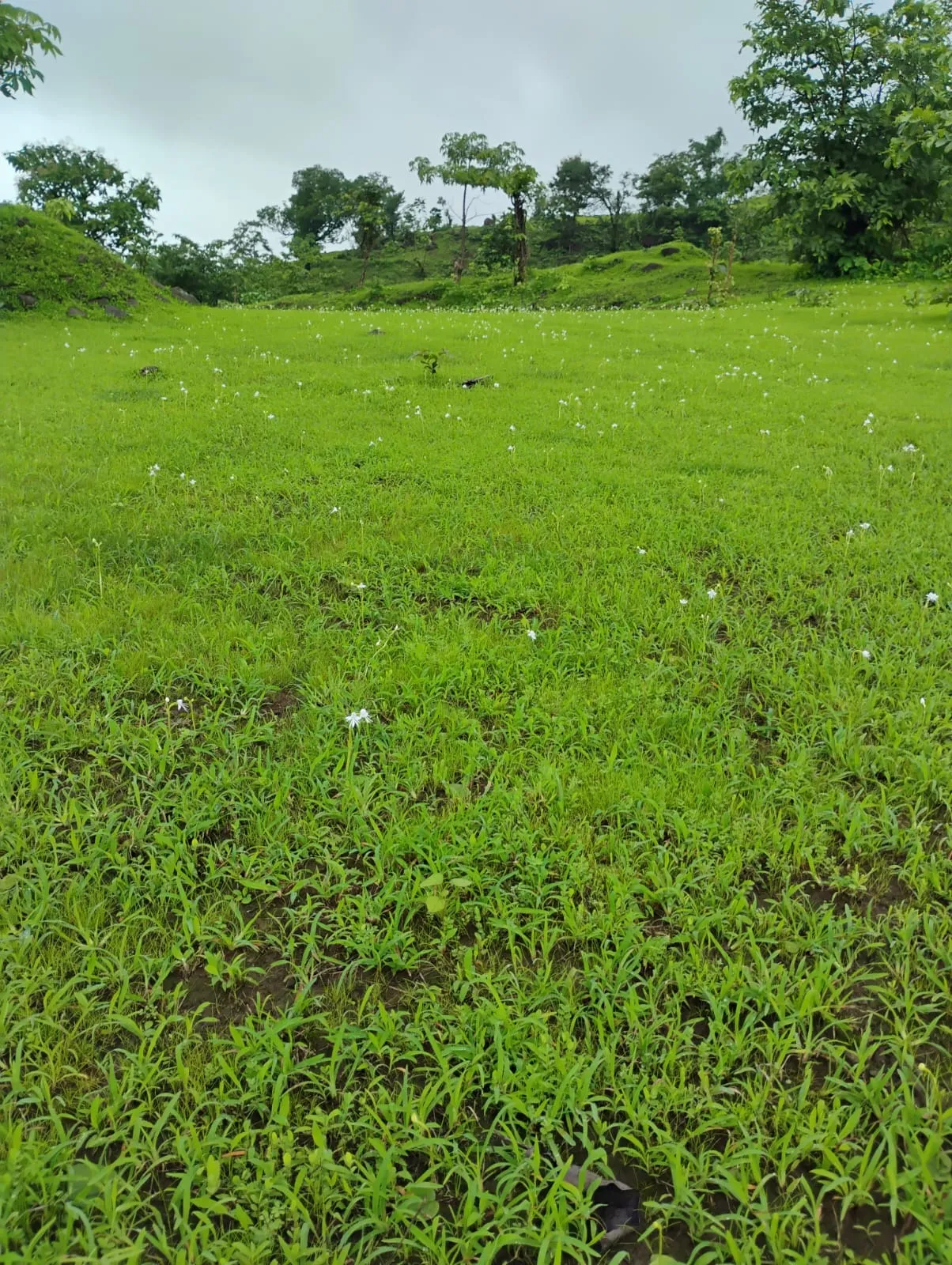Dream Kokan 3