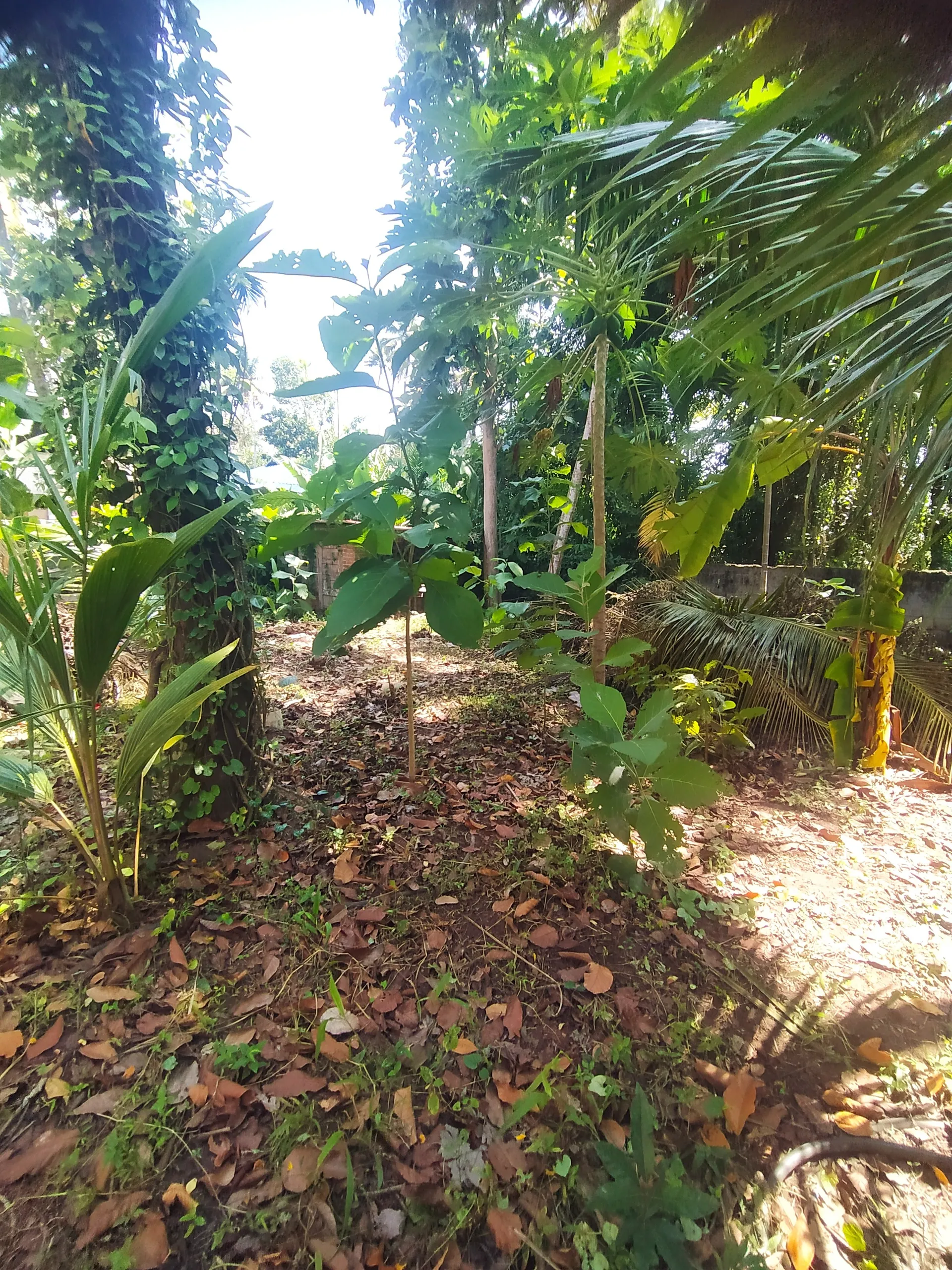 5 cent plot at Thiruvallam for Sale