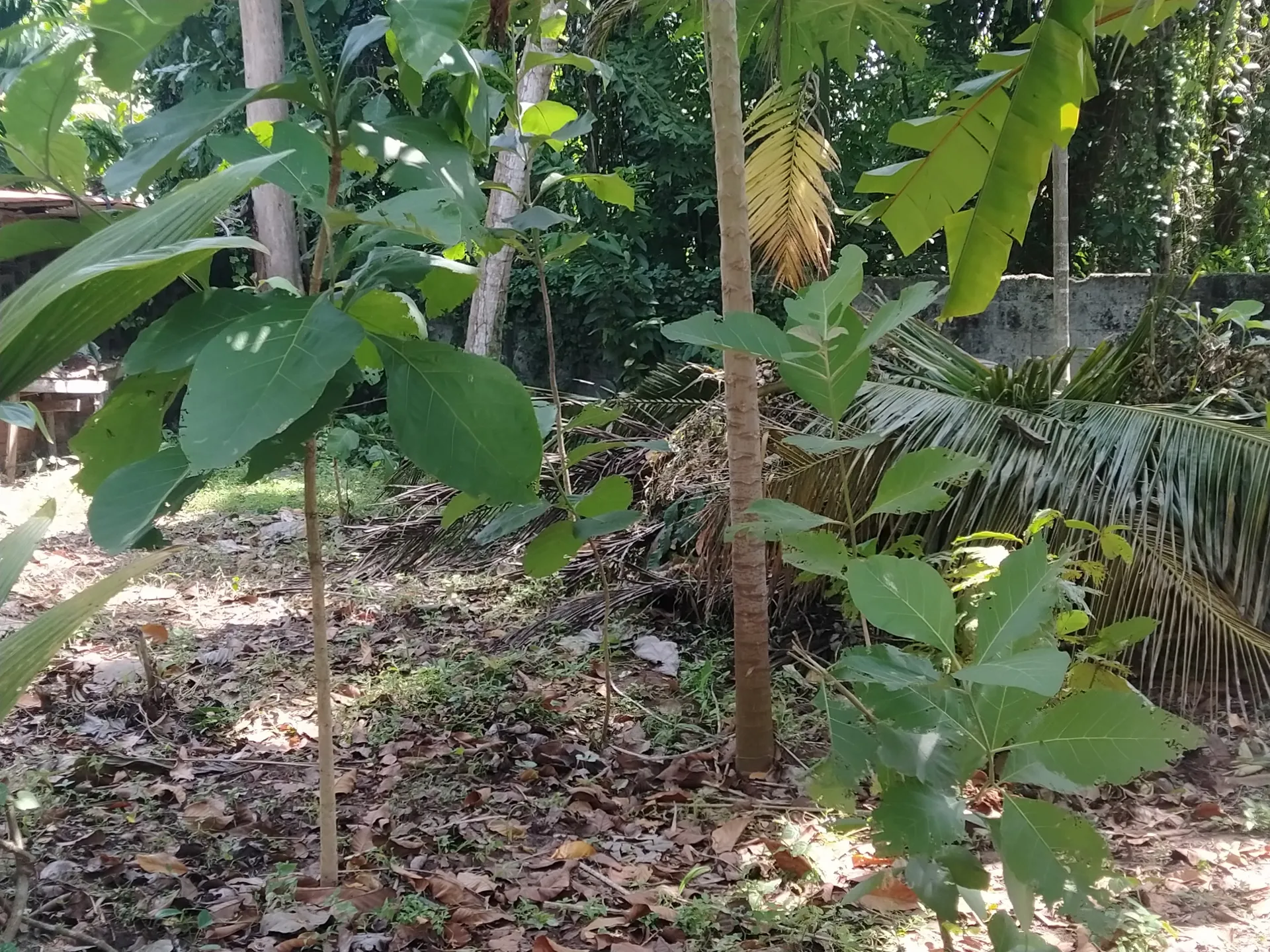 5 cent plot at Thiruvallam for Sale 2