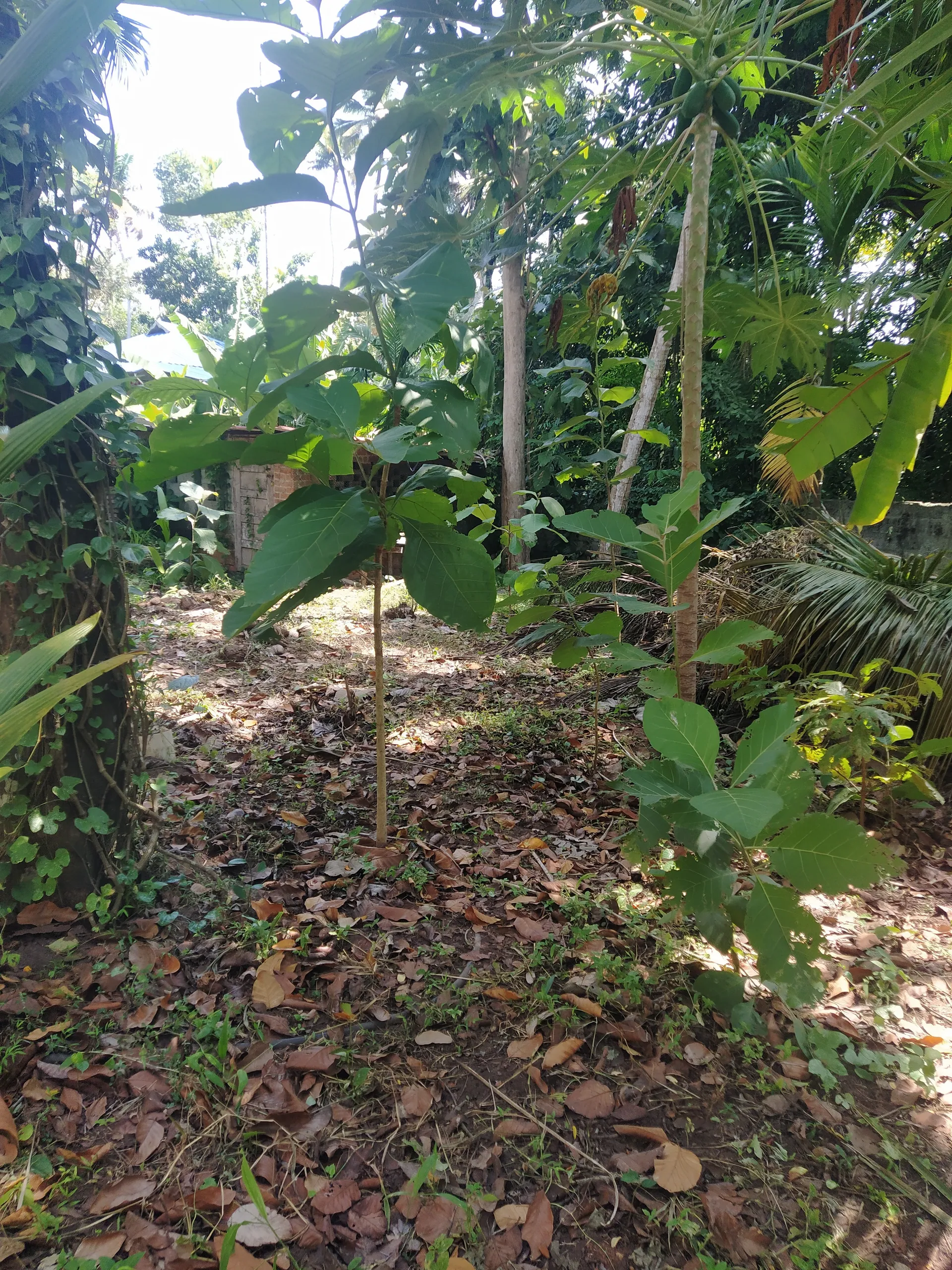 5 cent plot at Thiruvallam for Sale 3