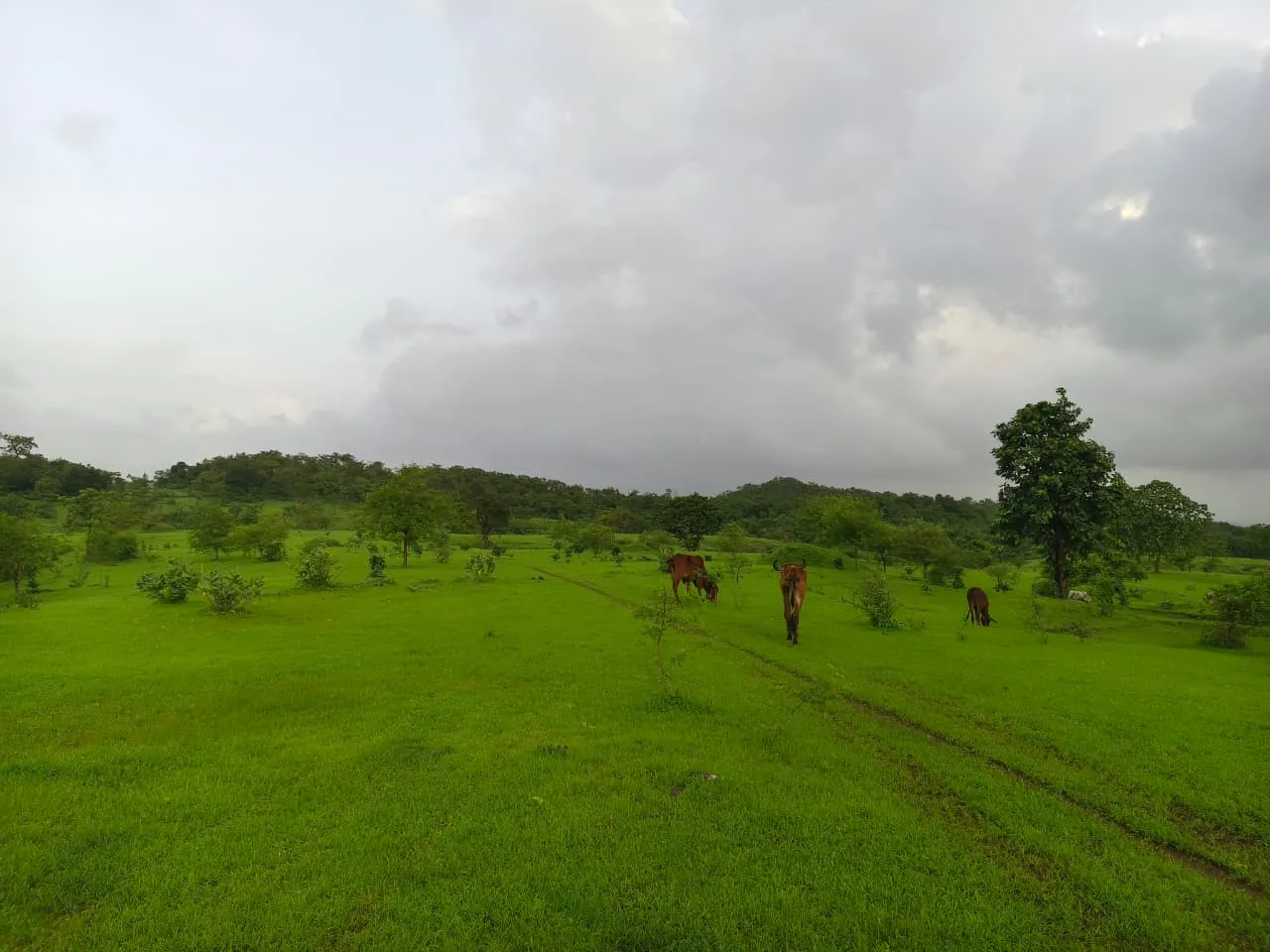 Dream Kokan