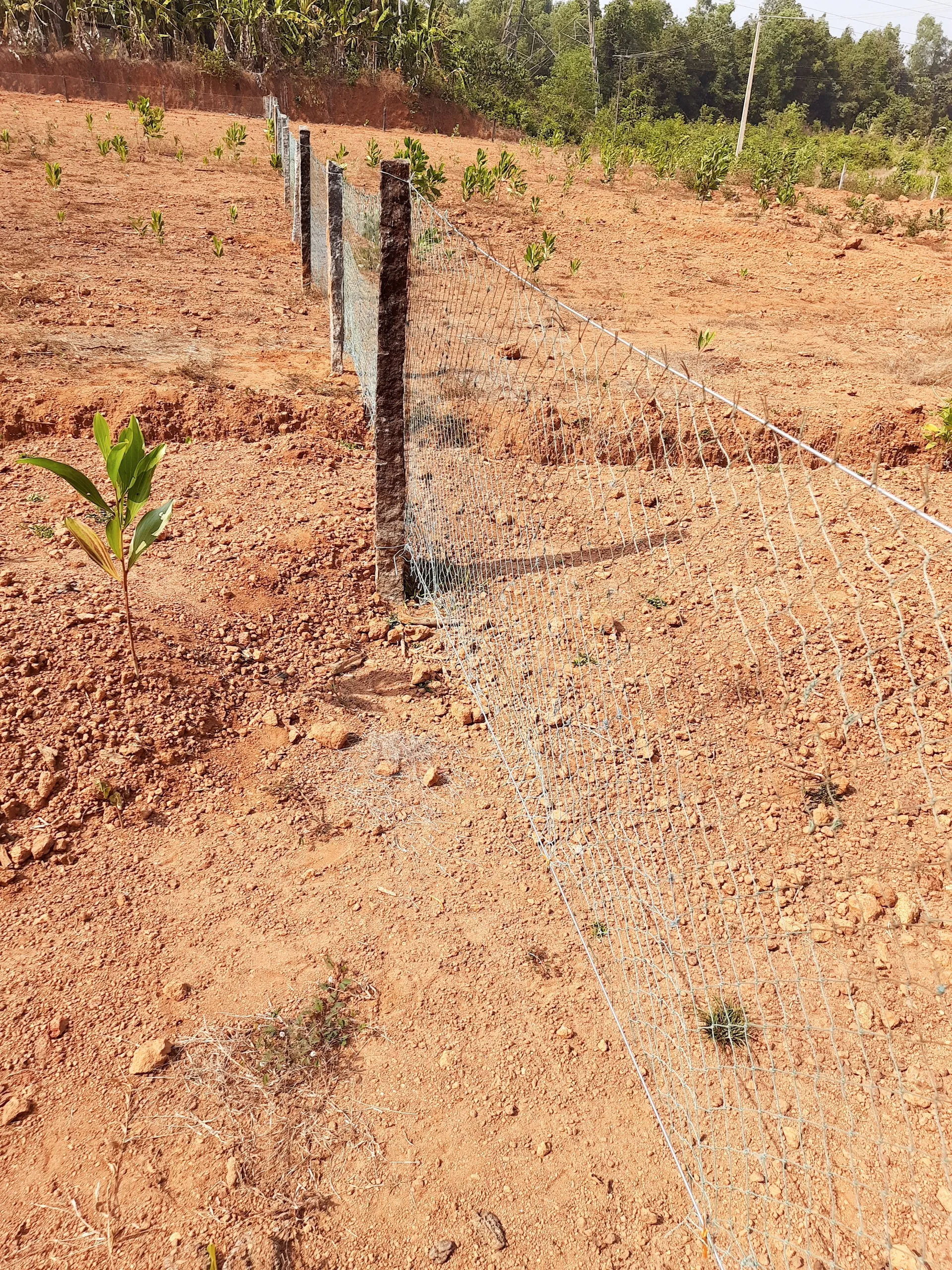 50 Cents Land for Sale in Miyar