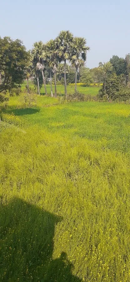 खेत