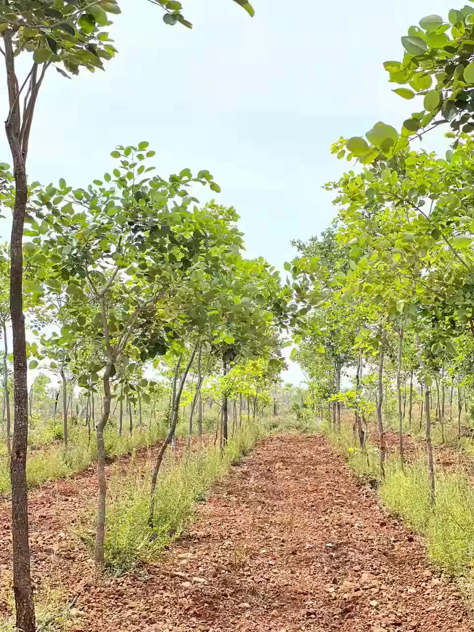 RED SANDALWOOD Farm land at Uthuthukottai