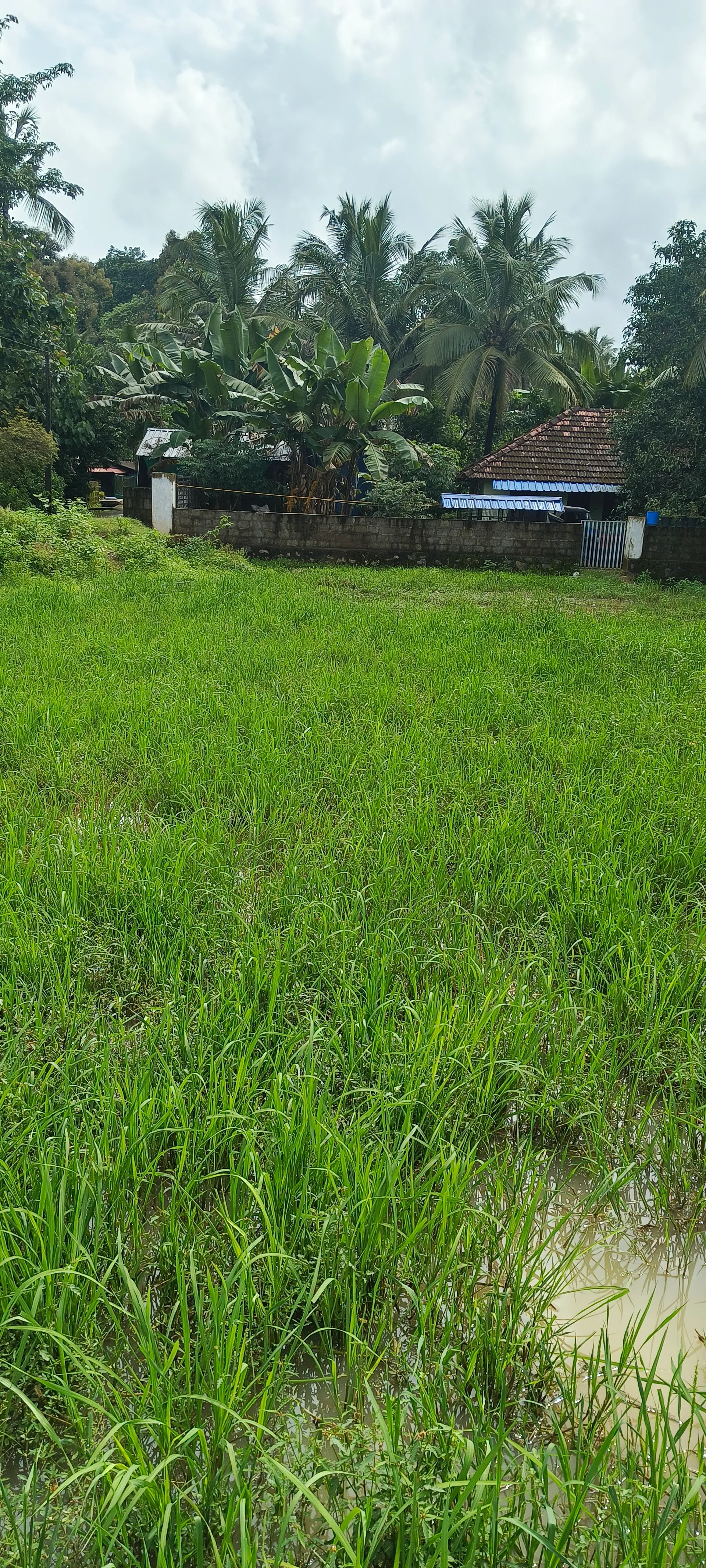 17 cent land in Karimbully9000