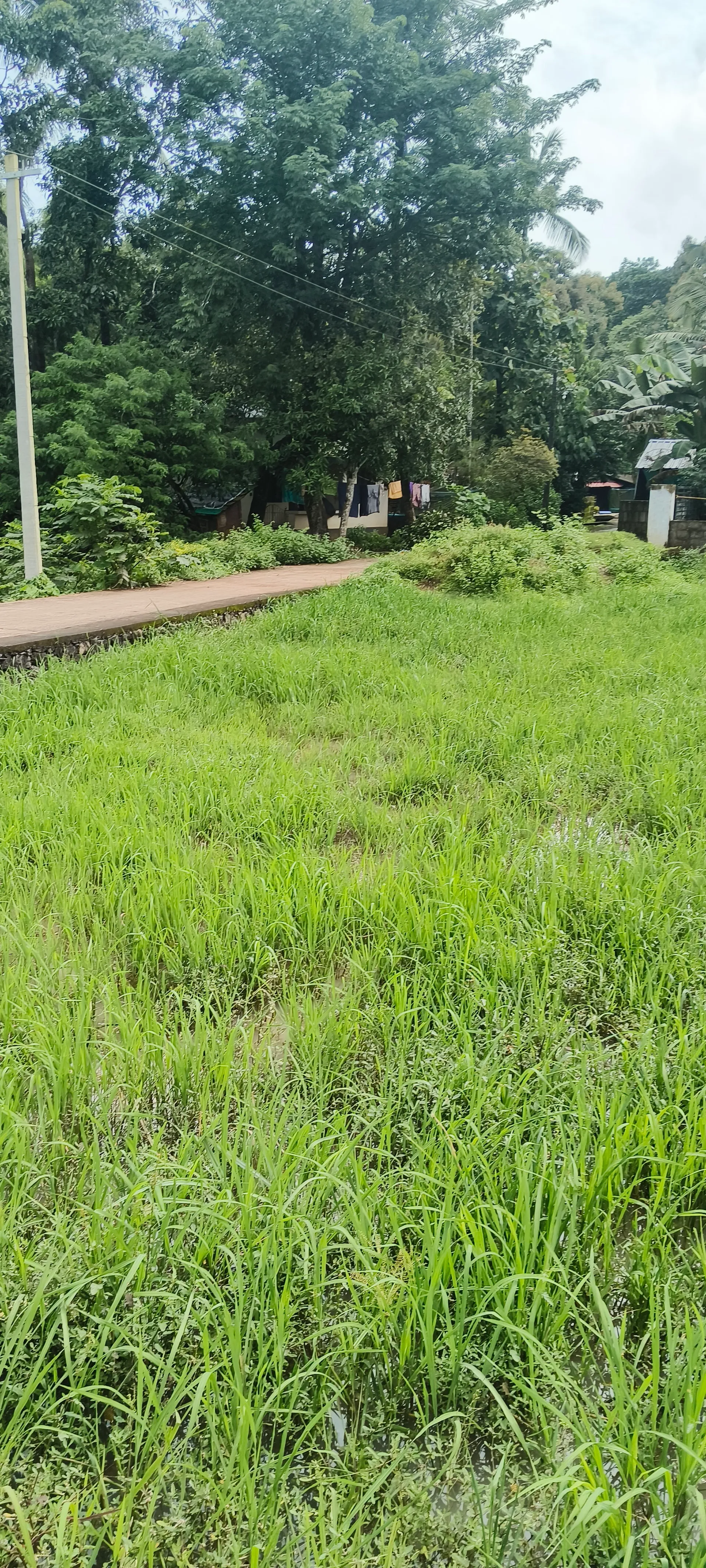 17 cent land in Karimbully9000 3