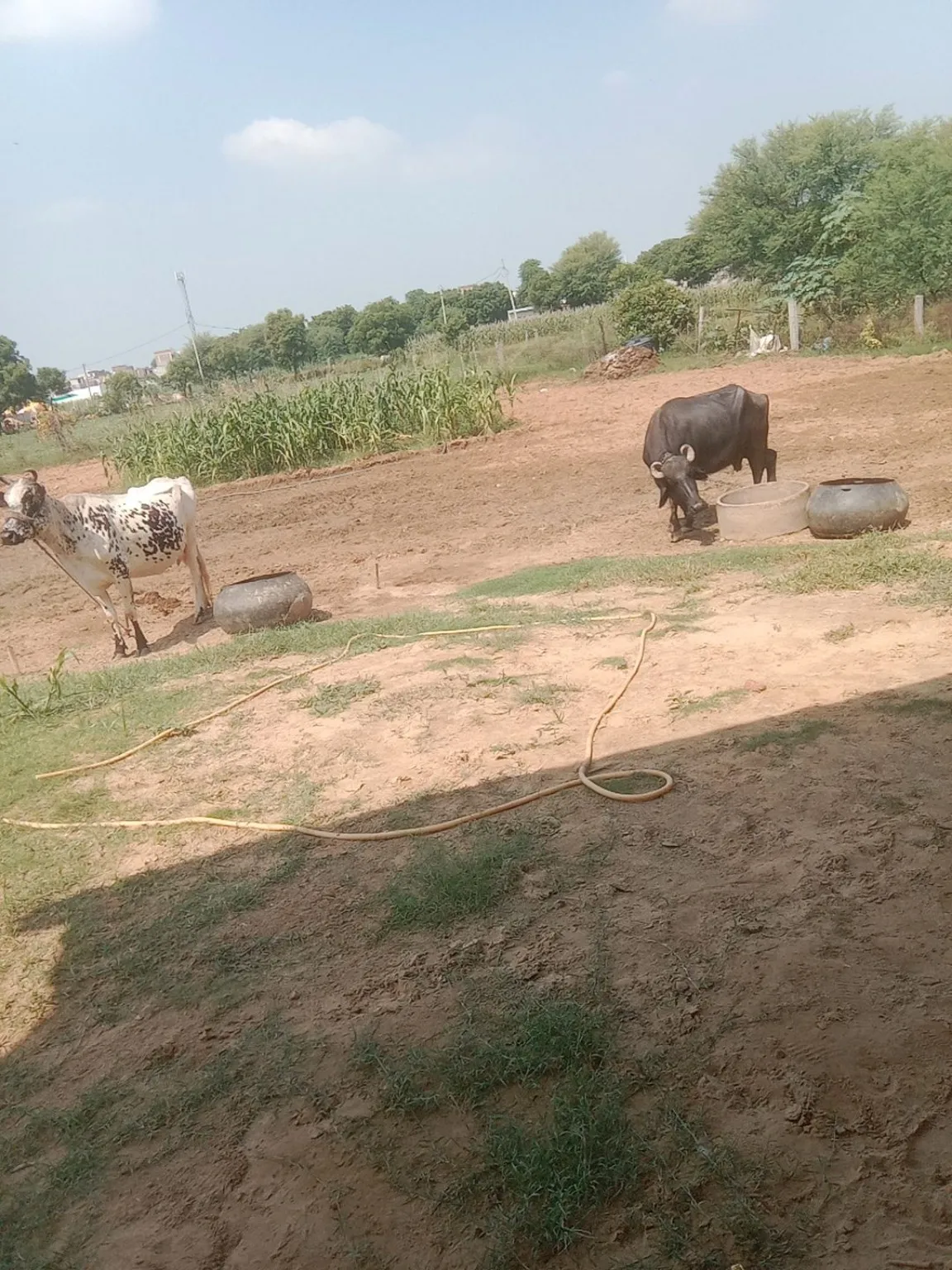 commercial plot
