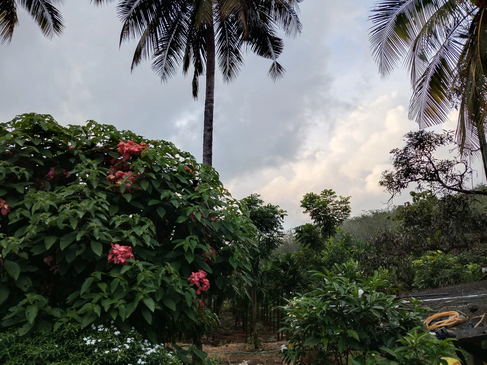 30 acre land 10 acre kumki