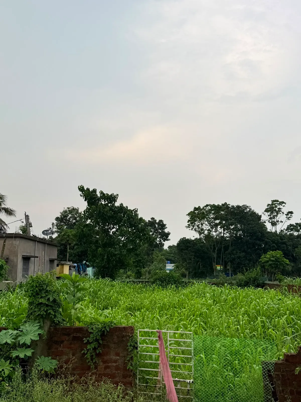 near KALYANI AIIMS Hospital 3600sqft. land at reasonable price